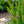 Load image into Gallery viewer, Columnar Norway Spruce II - Spruce - Conifers