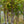 Load image into Gallery viewer, Columnar Sargent Flowering Cherry - Cherry - Flowering Trees
