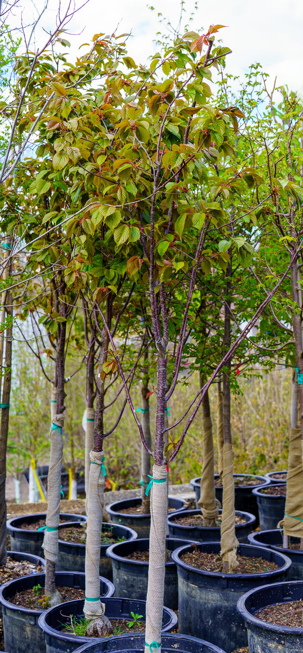 Columnar Sargent Flowering Cherry - Cherry - Flowering Trees