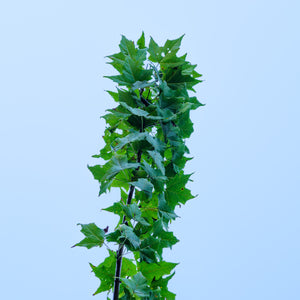 Monumentale Sugar Maple