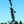 Load image into Gallery viewer, Monumentale Sugar Maple