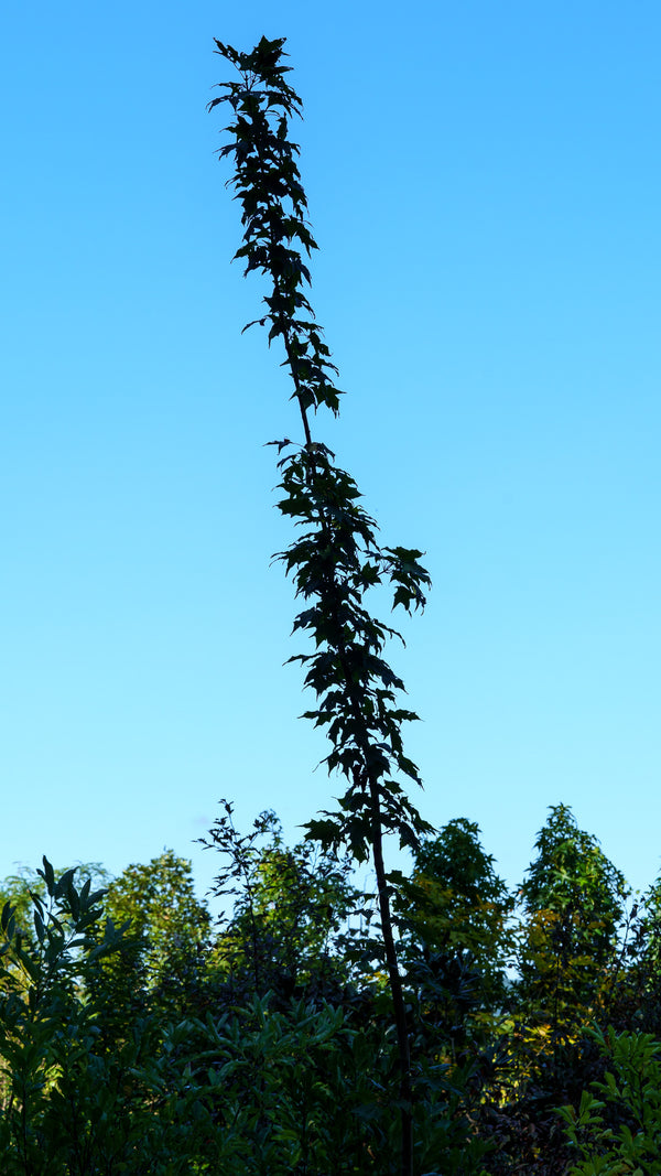 Monumentale Sugar Maple