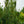 Load image into Gallery viewer, Columnar White Pine - Pine - Conifers
