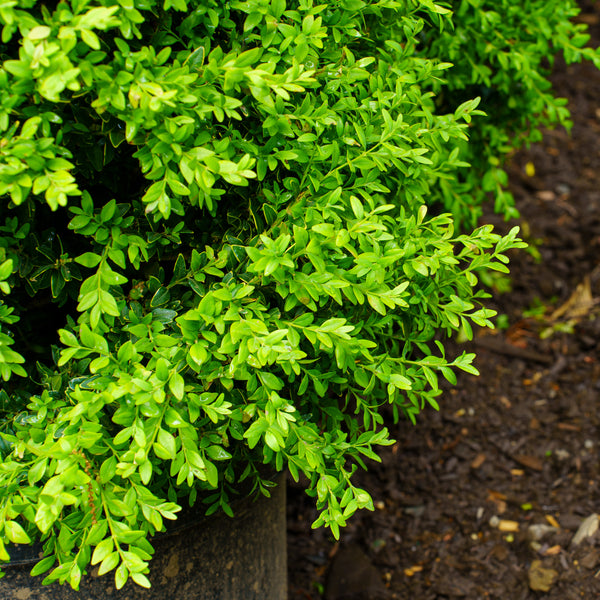 Common Boxwood