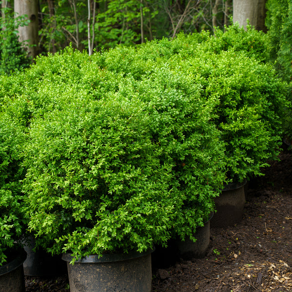 Common Boxwood