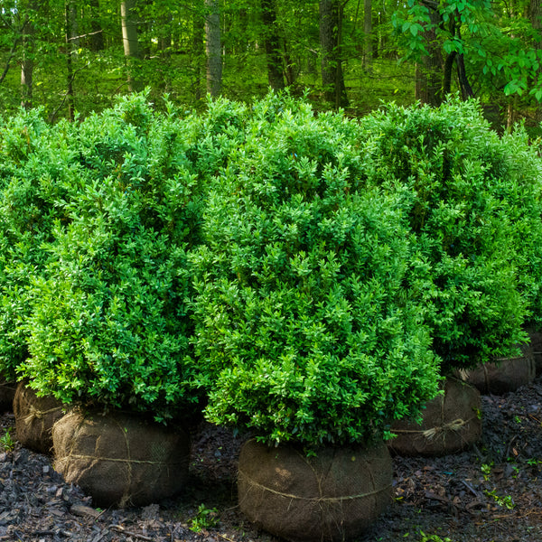Common Boxwood