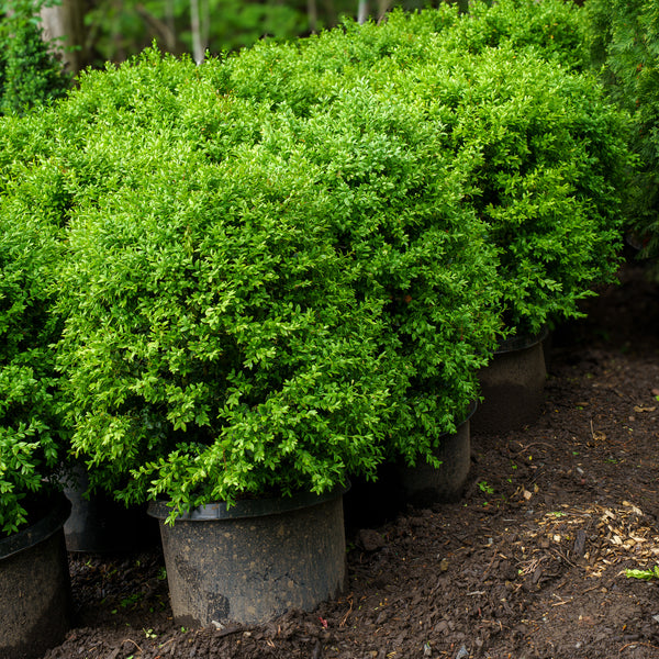Common Boxwood (West Coast)