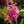 Load image into Gallery viewer, Common Hyacinth