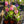Load image into Gallery viewer, Common Hyacinth