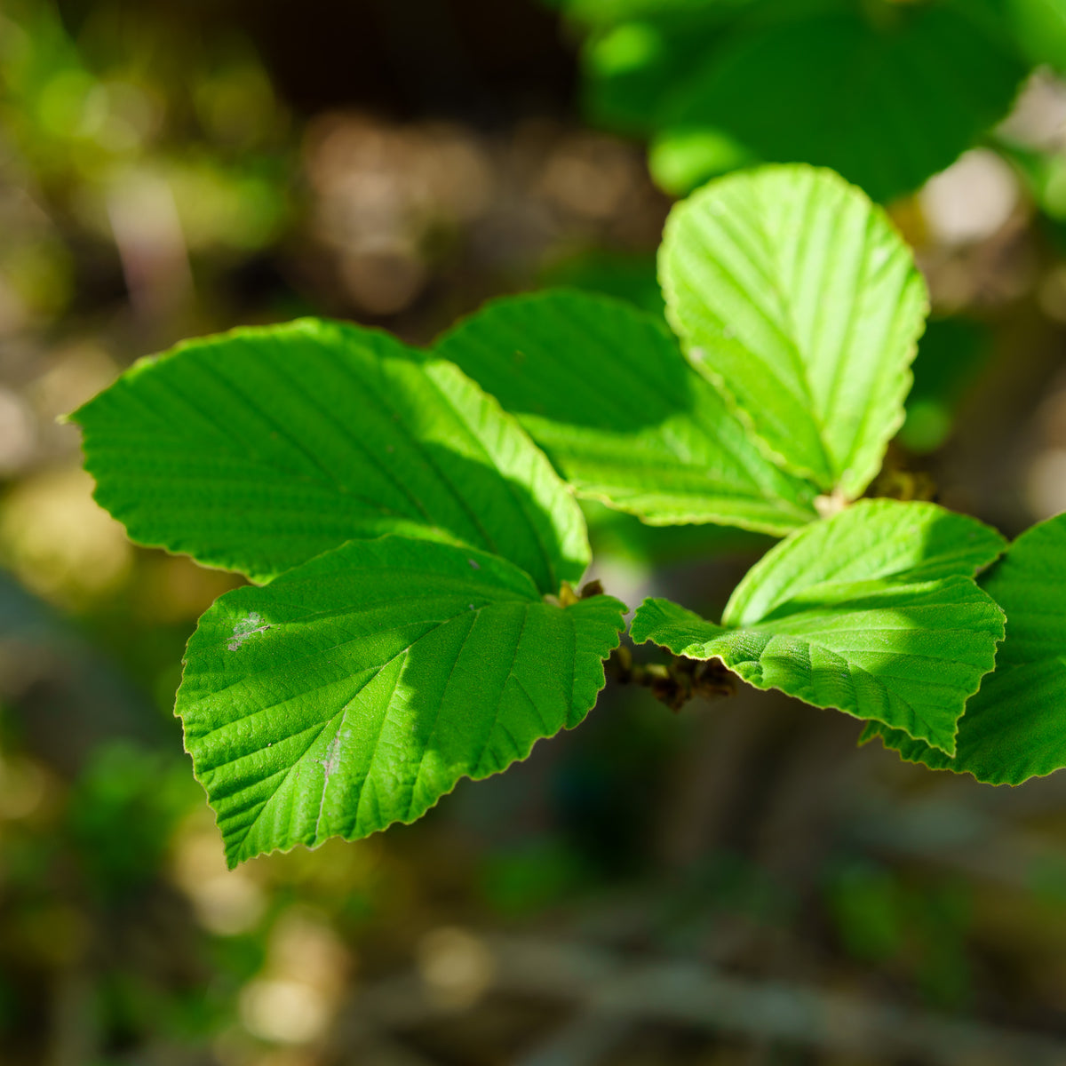 Common Witchhazel – Plant Detectives