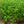 Load image into Gallery viewer, American Witch Hazel