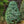 Load image into Gallery viewer, Compact Engelmann Spruce