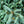 Load image into Gallery viewer, Compact Engelmann Spruce