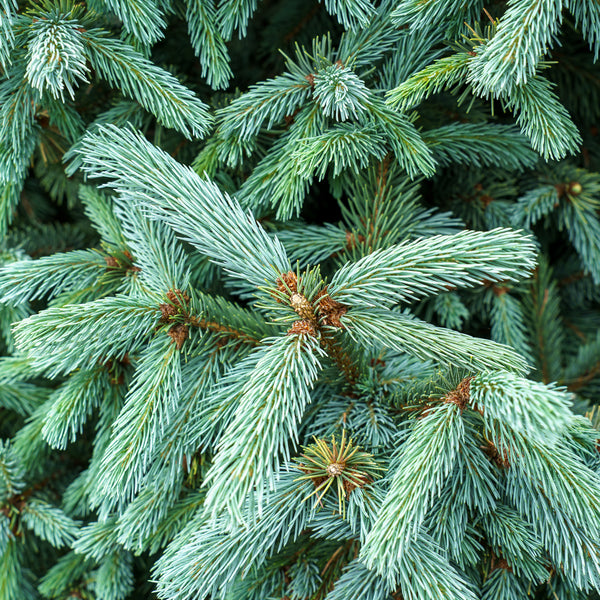 Compact Engelmann Spruce