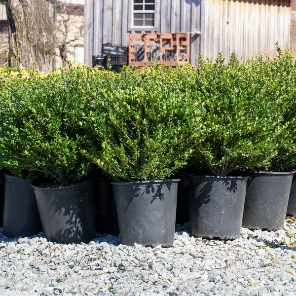 Compacta Japanese Holly