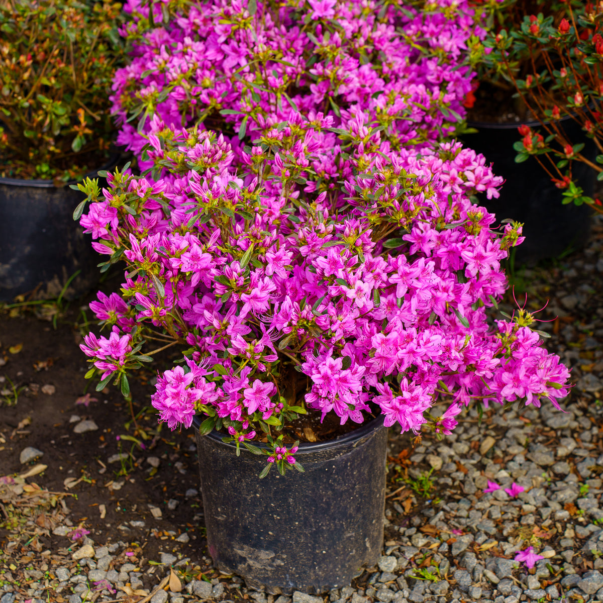Poukhanense Compact Azalea – Plant Detectives