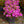 Load image into Gallery viewer, Compact Korean Azalea