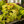 Load image into Gallery viewer, Margarita Sweet Potato Vine