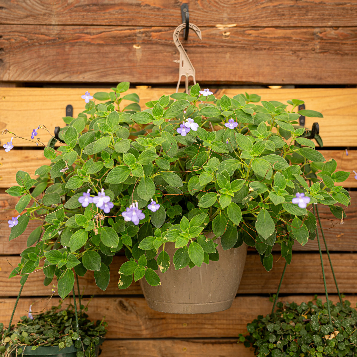 cape primrose indoor plant Concord Blue Cape Primrose – Plant Detectives