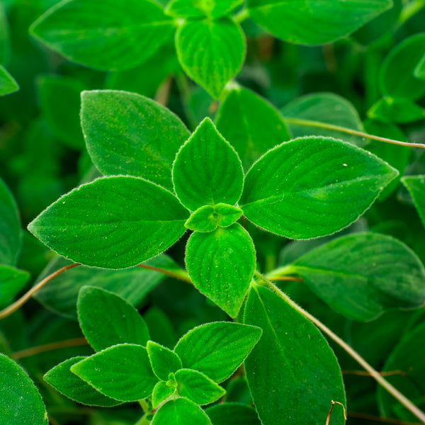 Concord Blue Cape Primrose