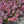 Load image into Gallery viewer, Concorde Barberry