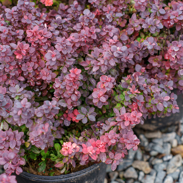 Concorde Barberry