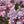 Load image into Gallery viewer, Concorde Barberry