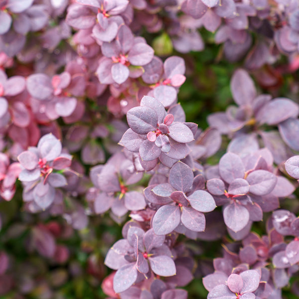 Concorde Barberry