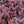 Load image into Gallery viewer, Concorde Barberry