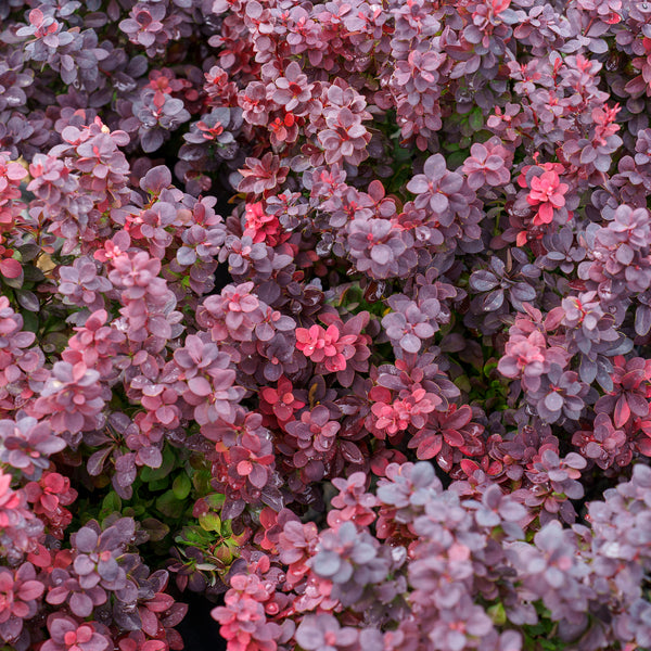 Concorde Barberry