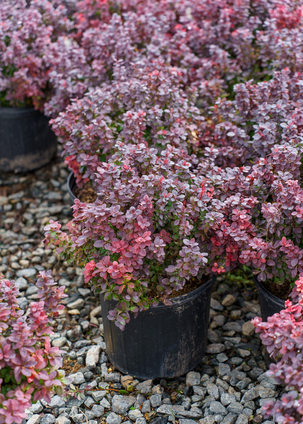 Concorde Barberry