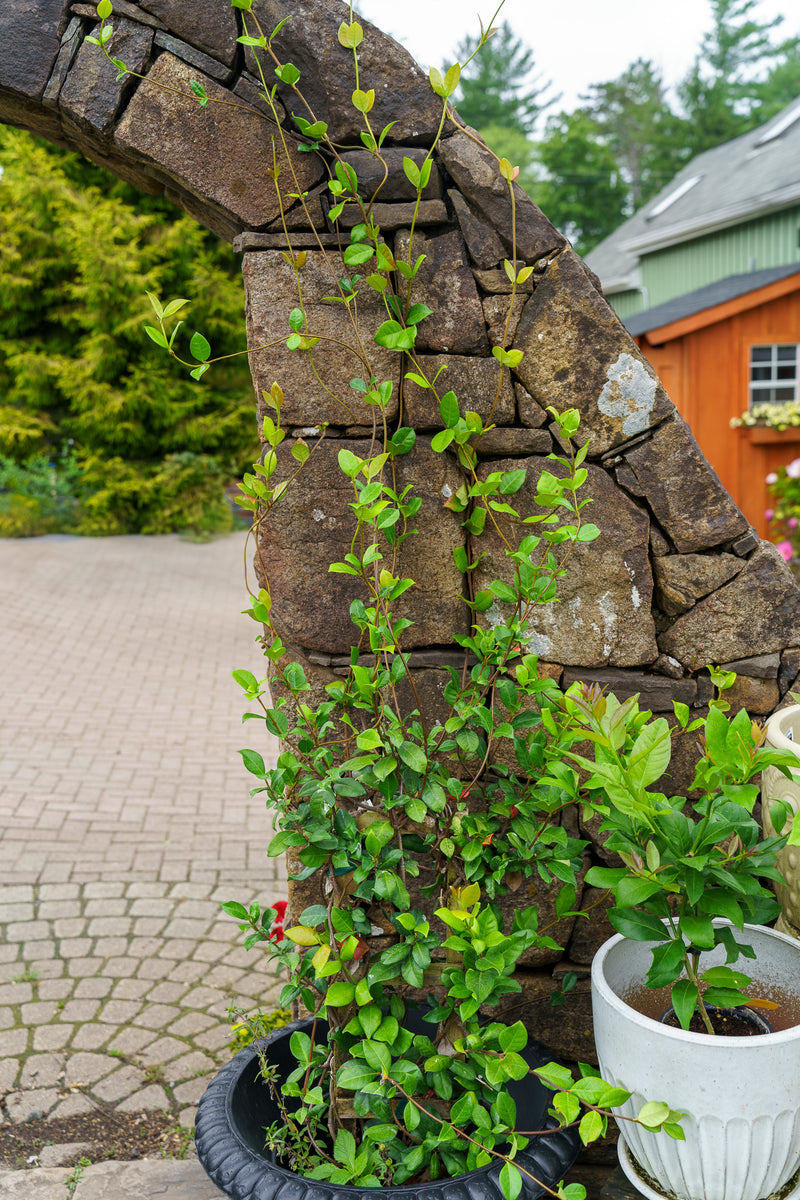 jasmine plant on trellis Confederate Jasmine Trellis – Plant Detectives