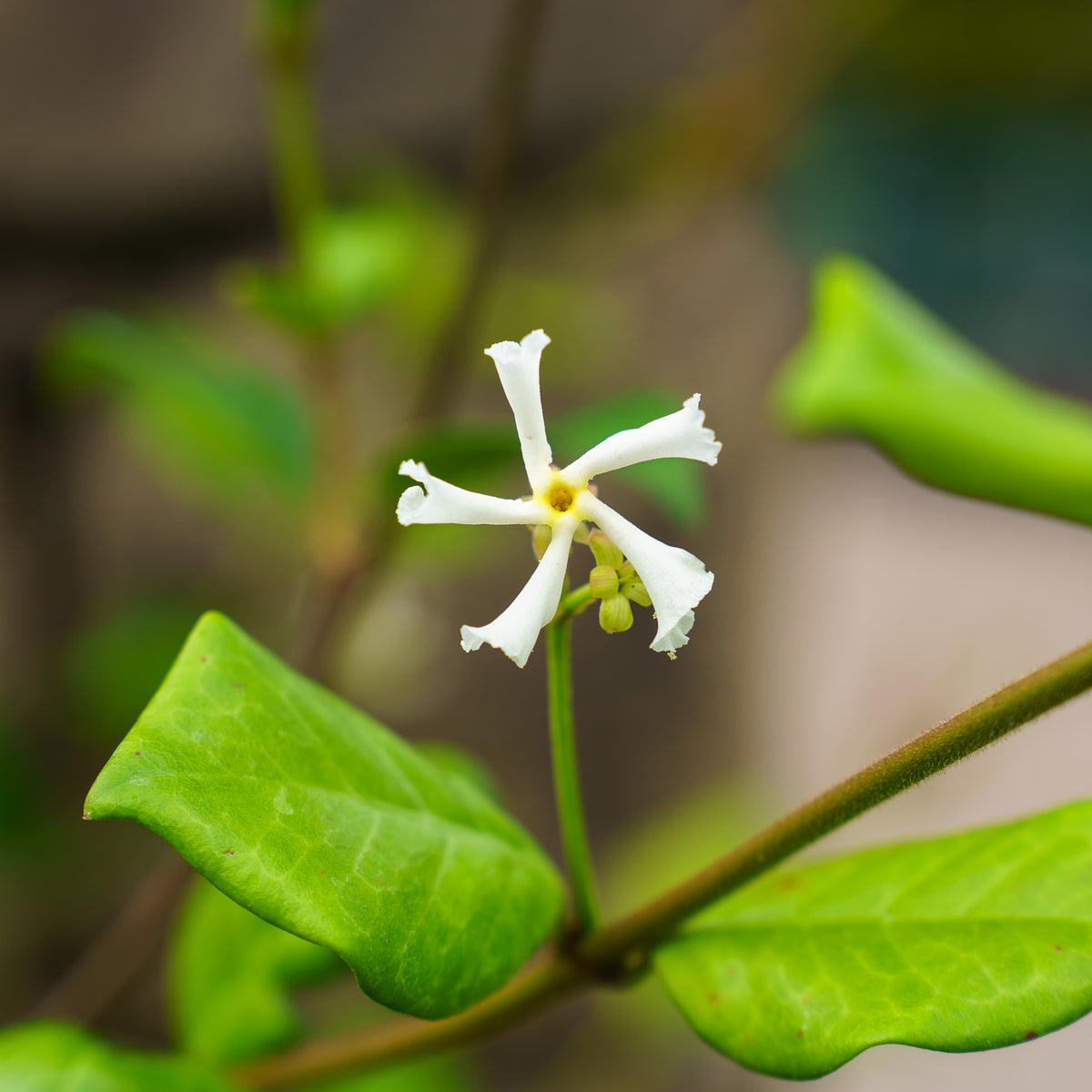 Confederate Jasmine Trellis – Plant Detectives