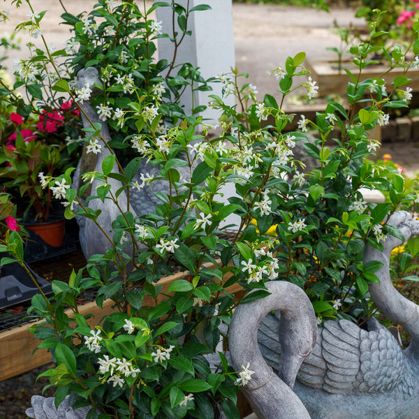 Star Jasmine