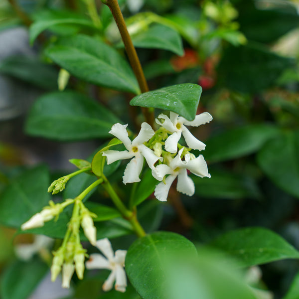 Star Jasmine