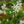 Load image into Gallery viewer, Star Jasmine