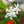 Load image into Gallery viewer, Star Jasmine