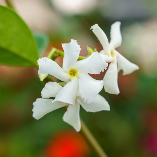 Star Jasmine