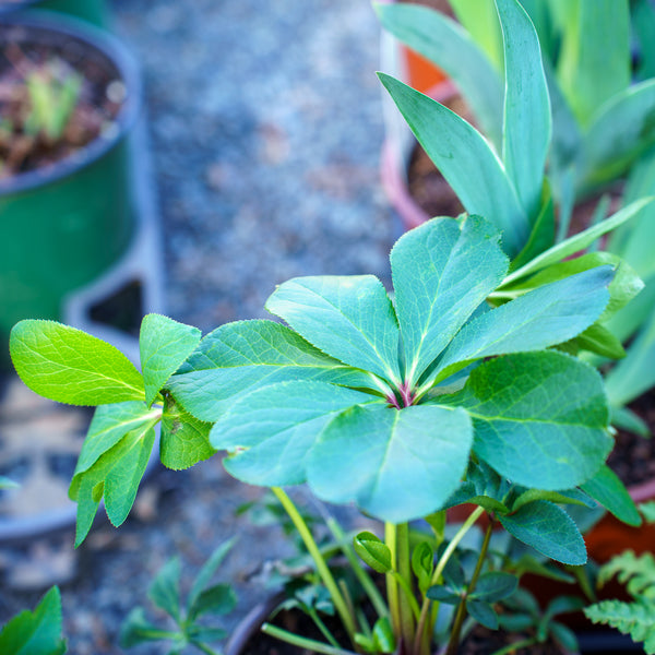 Confetti Cake Lenten Rose