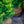 Load image into Gallery viewer, Confucius Hinoki Cypress