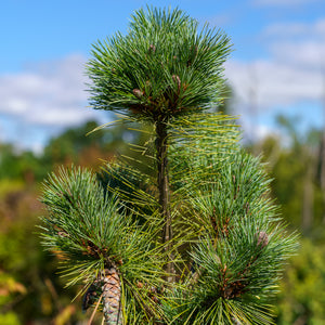 Connecticut Slate Eastern White Pine