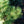 Load image into Gallery viewer, Connecticut Slate Eastern White Pine