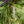 Load image into Gallery viewer, Connecticut Slate Eastern White Pine