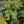 Load image into Gallery viewer, Connecticut Slate Eastern White Pine