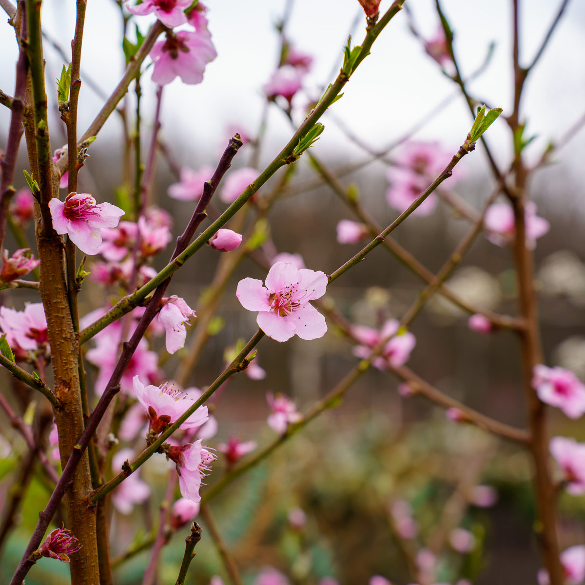 Contender Peach – Plant Detectives