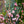 Load image into Gallery viewer, Contender Peach