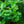 Load image into Gallery viewer, Contorted European Beech - Beech - Shade Trees