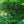 Load image into Gallery viewer, Contorted European Beech - Beech - Shade Trees