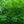 Load image into Gallery viewer, Contorted European Beech - Beech - Shade Trees