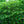 Load image into Gallery viewer, Contorted European Beech - Beech - Shade Trees